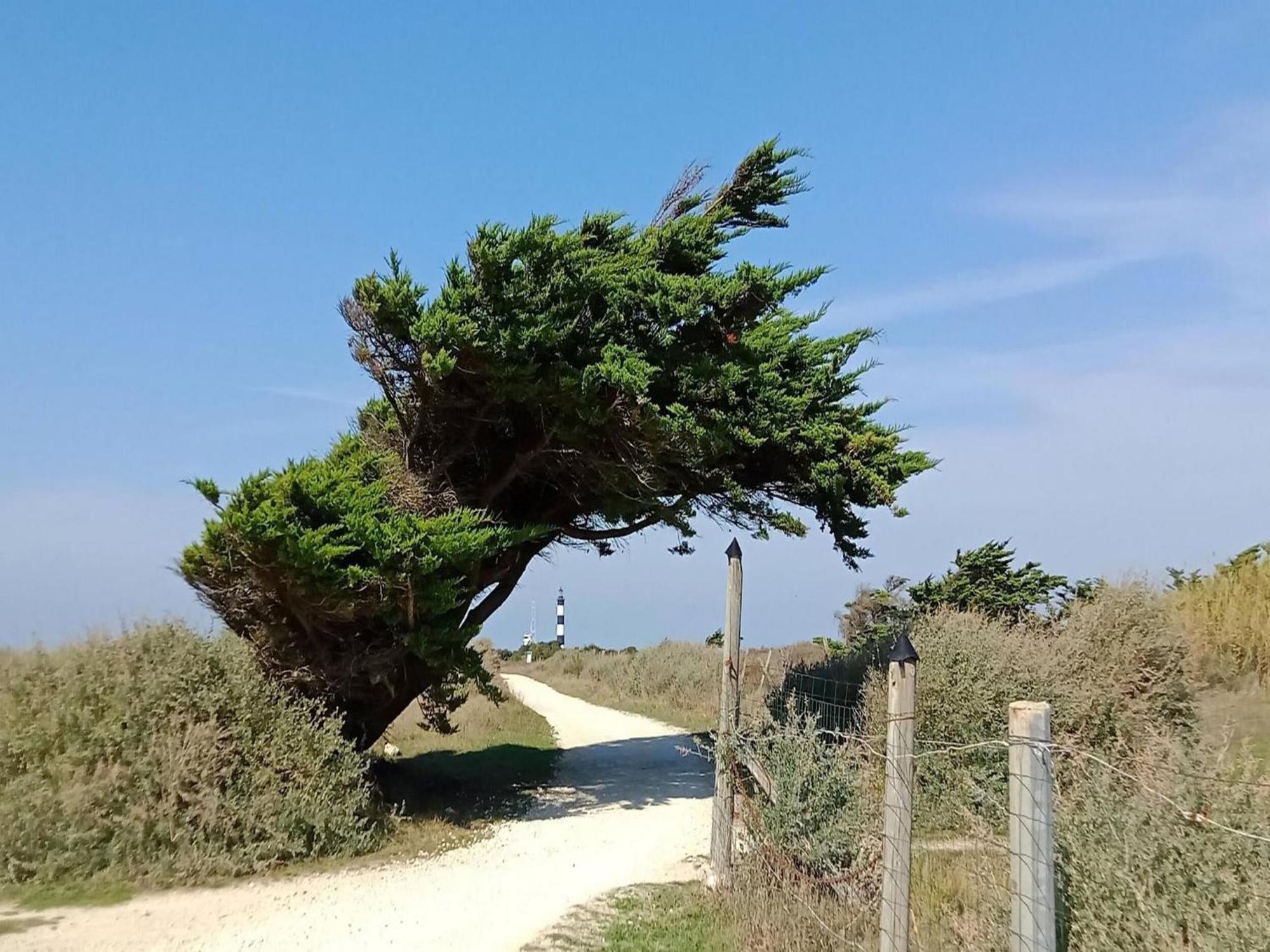 Les Hameaux Des Sables Vignie Saint Georges D Ol Ron Holiday Home Not Detached Eksteriør billede